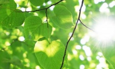 电池寿命可利用叶脉结构延长